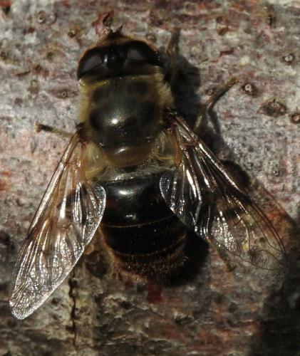 Eristalis tenax